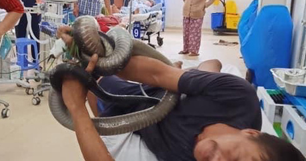 Rắn hổ mang chúa dài 2,5m cắn người, người chở rắn đi cấp cứu - Tuổi Trẻ Online
