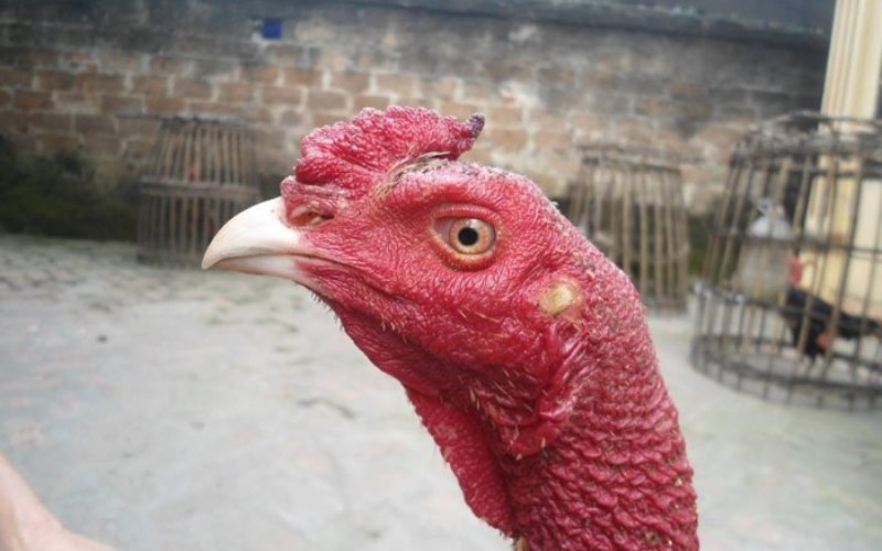 Gà chọi Bà Điểm - Giống gà chọi nổi tiếng miền Nam - Thế giới chọi gà