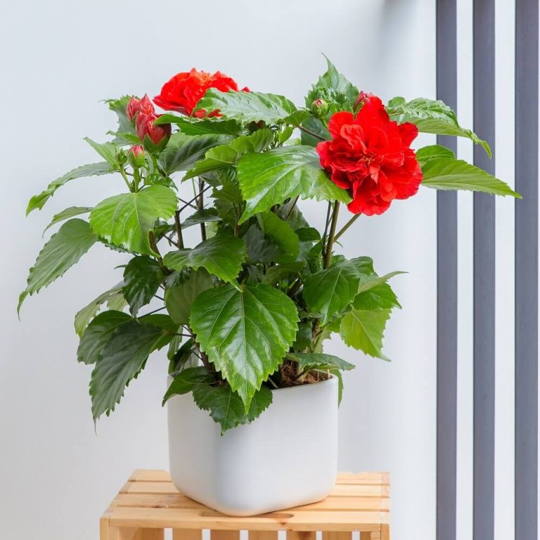 Chăm sóc hoa dâm bụt